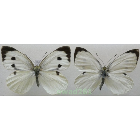 Pieris brassicae (Linnaeus, 1758) pair Czech49i